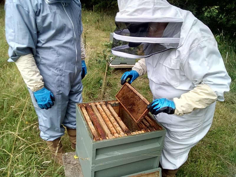 beginners doing a hive inspection