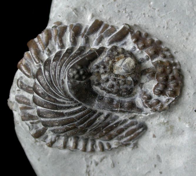 Use the local fossils to decorate your piece perhaps?