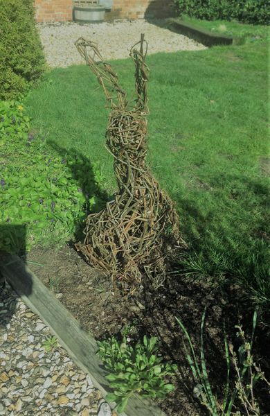 Student's willow hare