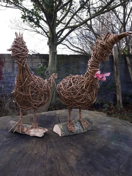 Willow duck and chicken