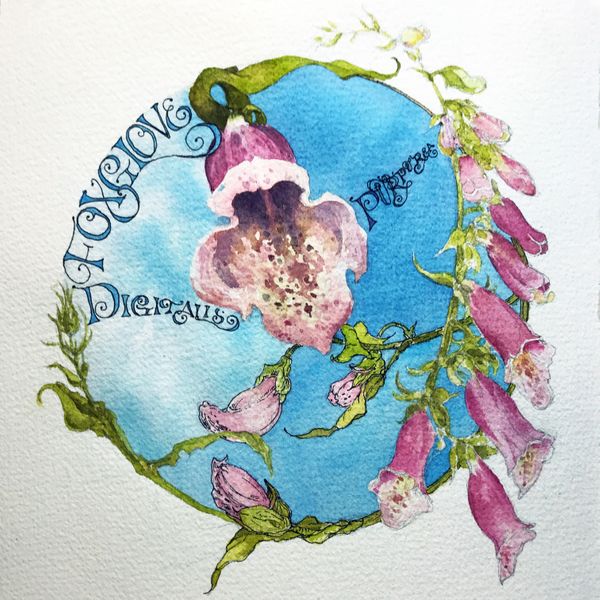 Digitalis purpurea Foxglove Dala Art - Chris Carter Artist - Ink  Watercolour botanical illustration