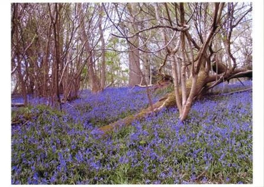 Photography Workshop - Woodland & the Bluebells