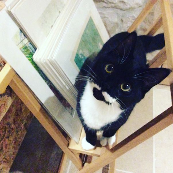 Meet Bert - Studio Cat.