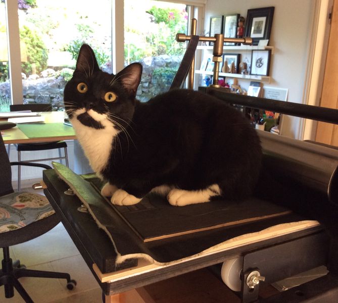 Meet Bert - Studio Cat.