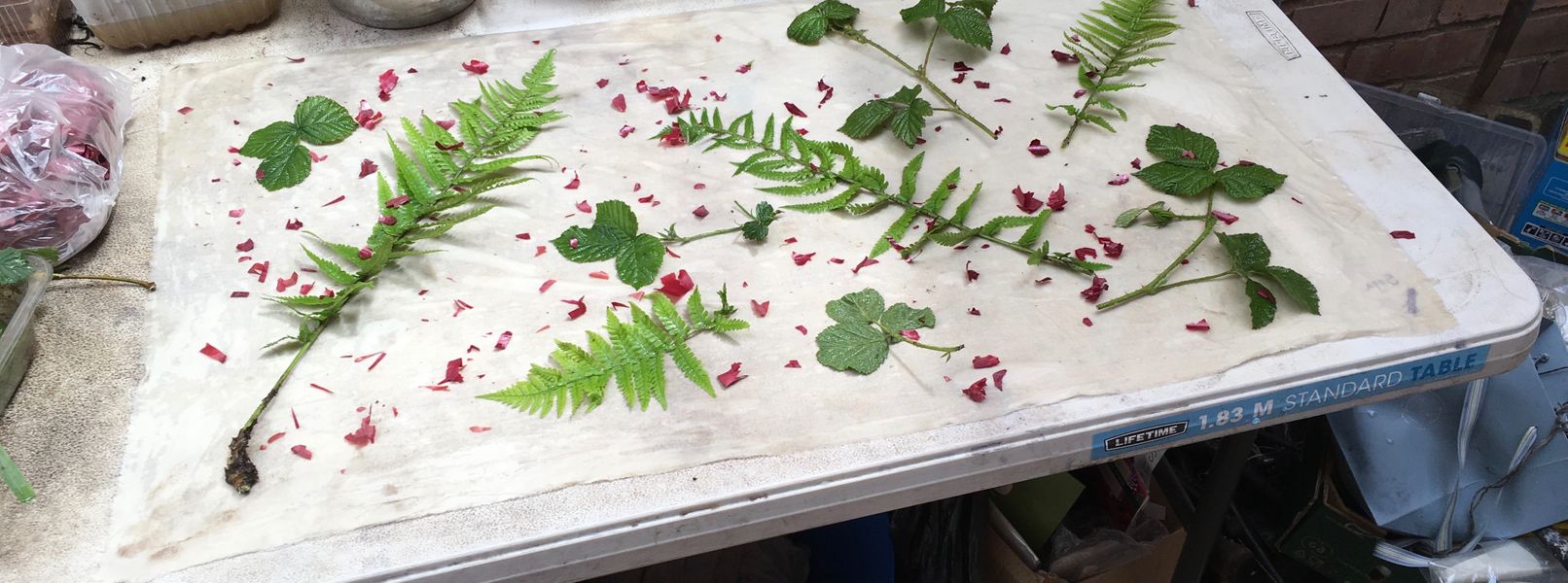 Ecodyeing: Laying out blackberry, fern and red onion leaves.