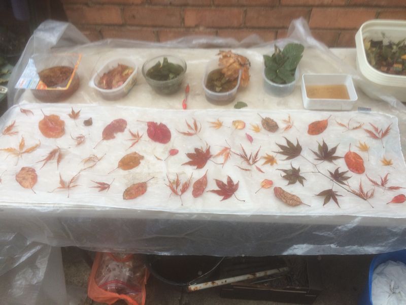 Ecodyeing - Laying out maple and cotinus leaves.