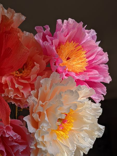 Peach and Pink Peonie