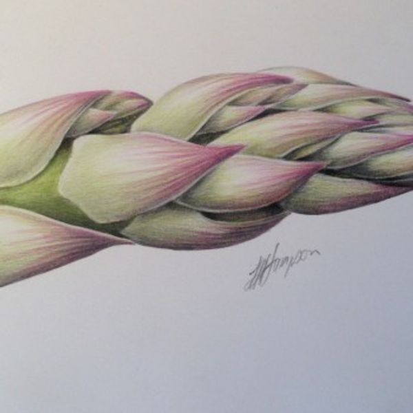 'Asparagus' botanical illustration course with Linda Hampson at The Old Kennels