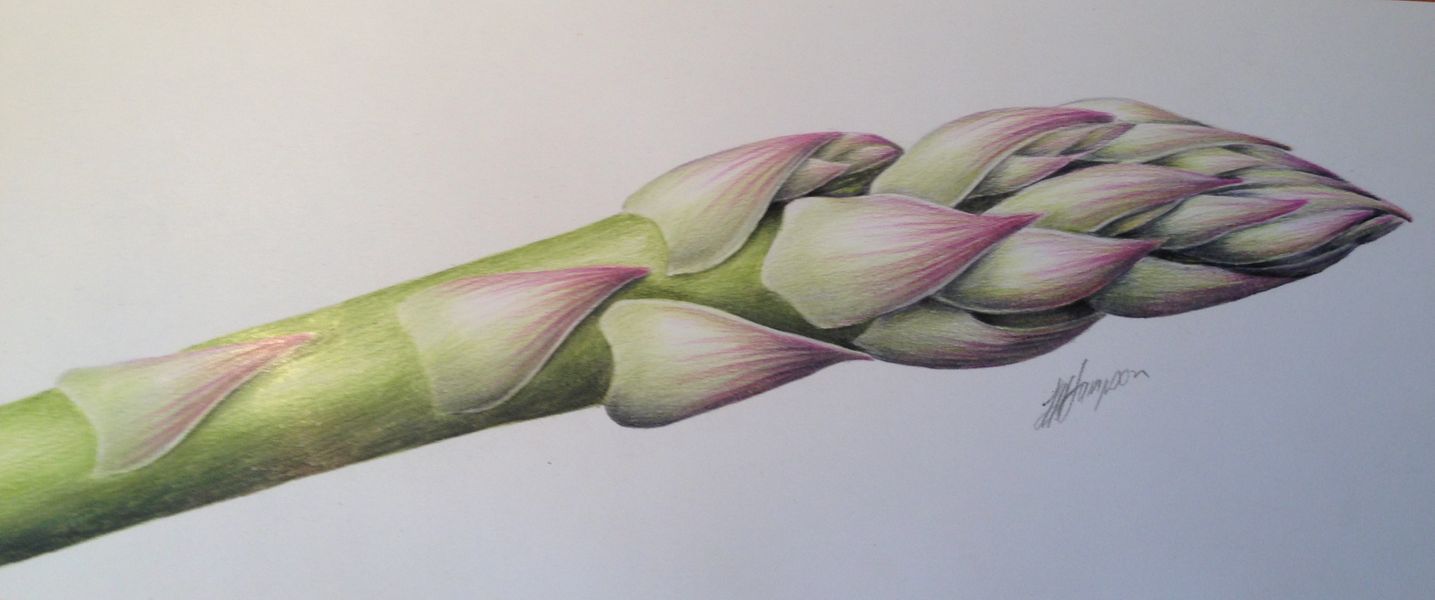 Asparagus Botanical coloured pencil drawing with Linda Hampson at The Old Kennels