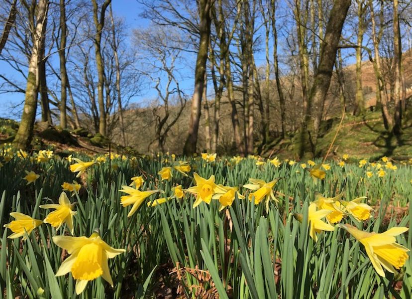 Wild Daffodils at Cowshed Creative in the Lake District