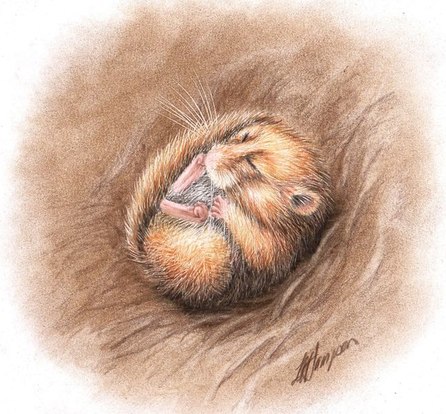 Hazel Dormouse coloured pencil drawing course with Linda Hampson