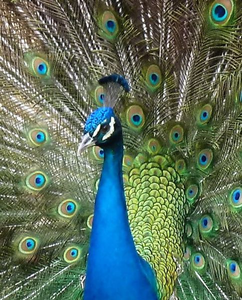 Reference photograph peacock one