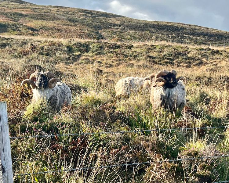 Jane Cooper's Boreray Sheep 