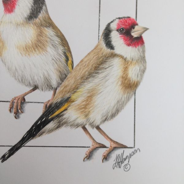 Goldfinches with Linda Hampson