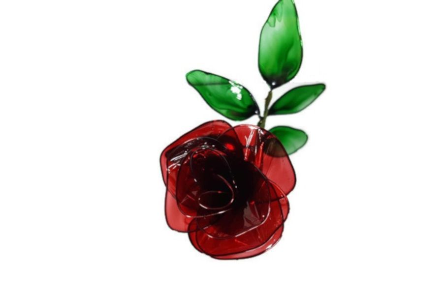 A Ruby Red rose