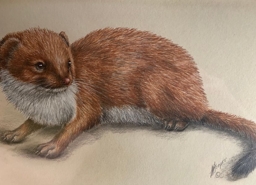 British Mammals - Natural History Coloured Pencil Drawing with Linda Hampson