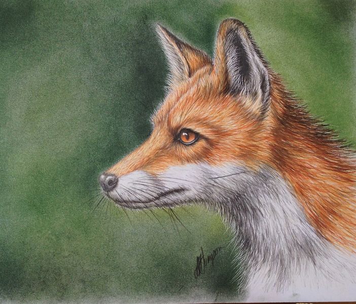 British Mammals - Natural History Coloured Pencil Drawing with Linda Hampson