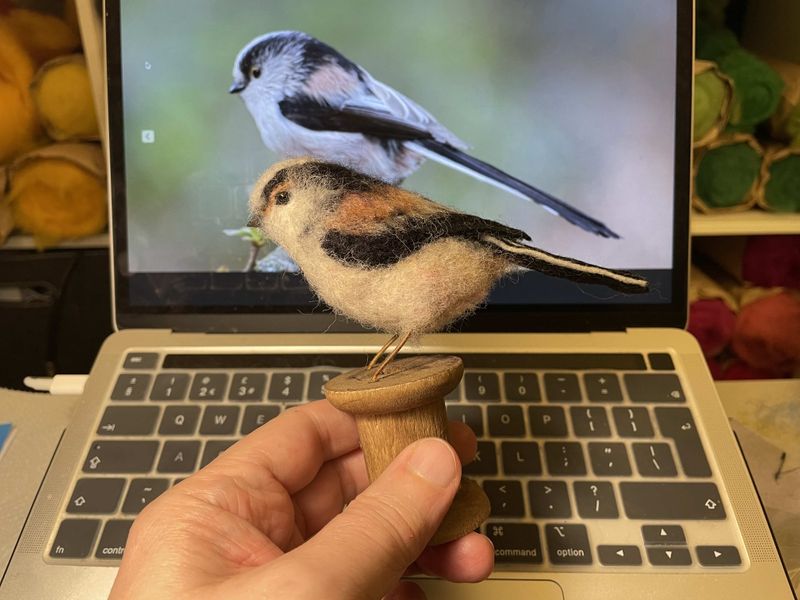 Long Tailed Tit Comparison
