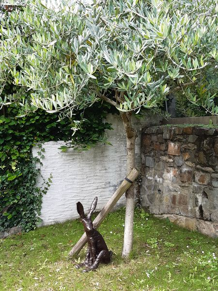Customer's large hare at home under olive tree!