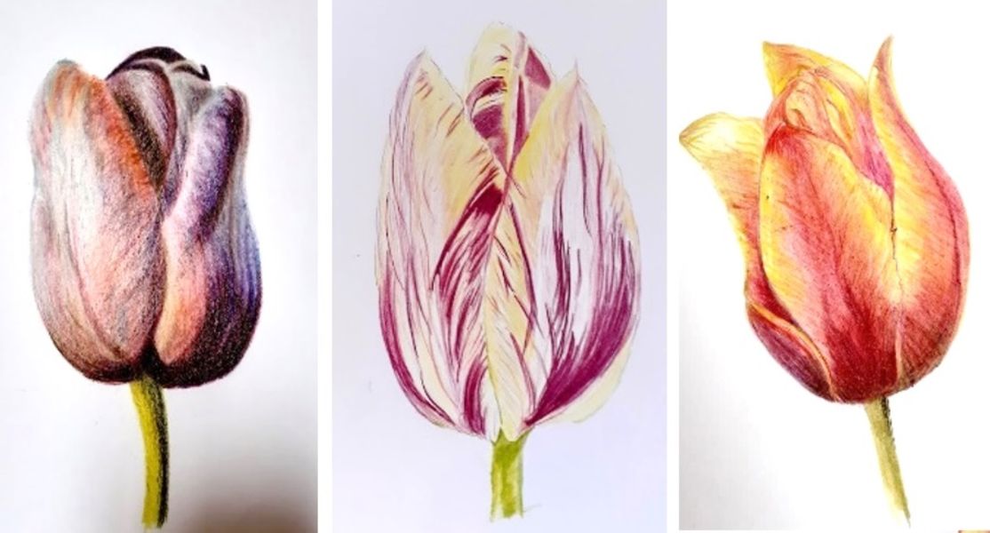 'Tulips' - in coloured Pencils with Margaret Jarvis - a Quirky Workshops at Greystoke Craft Garden and Barns