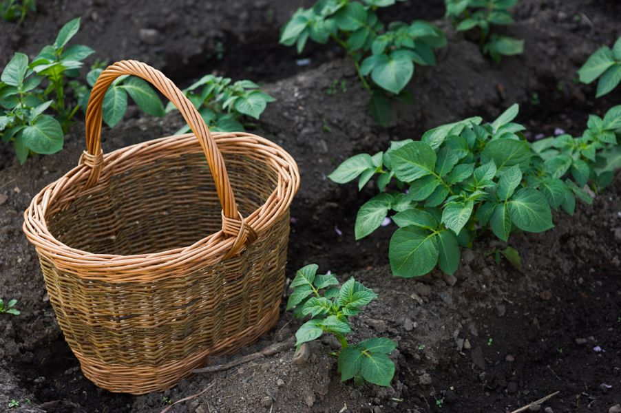 Oval basket made by Jane Welsh