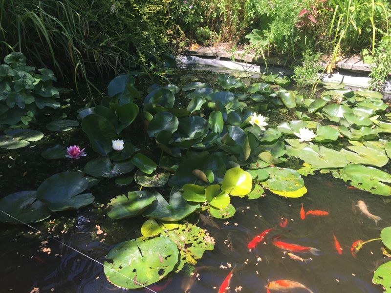 Perhaps take your lunch by the pond?