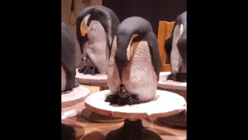 Emperor Penguin & Chick