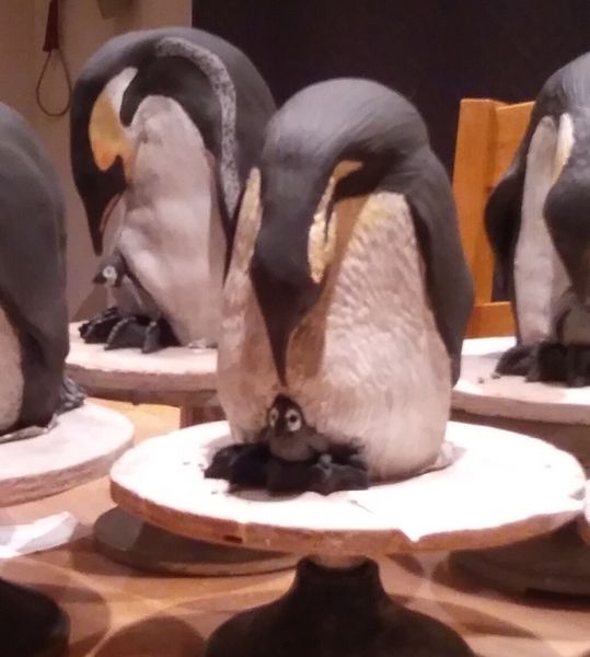 Emperor Penguin & Chick