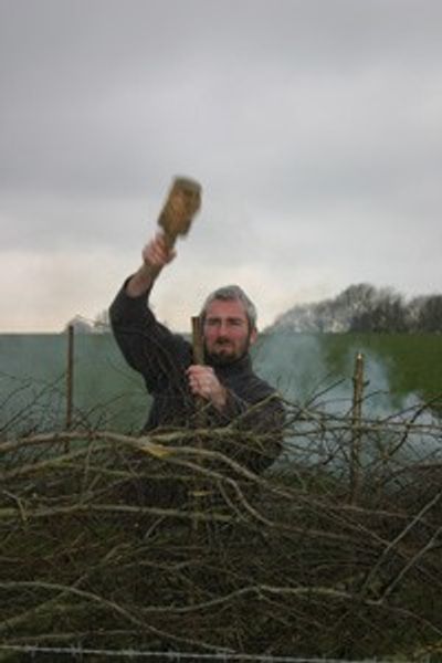 Hedgelaying - banging in the hedging stakes