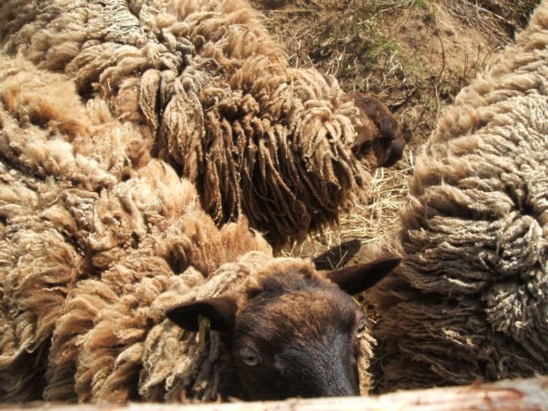 Our Shetland Sheep, craft Retreat, Wild Rose Escapes, Highlands, Scotland