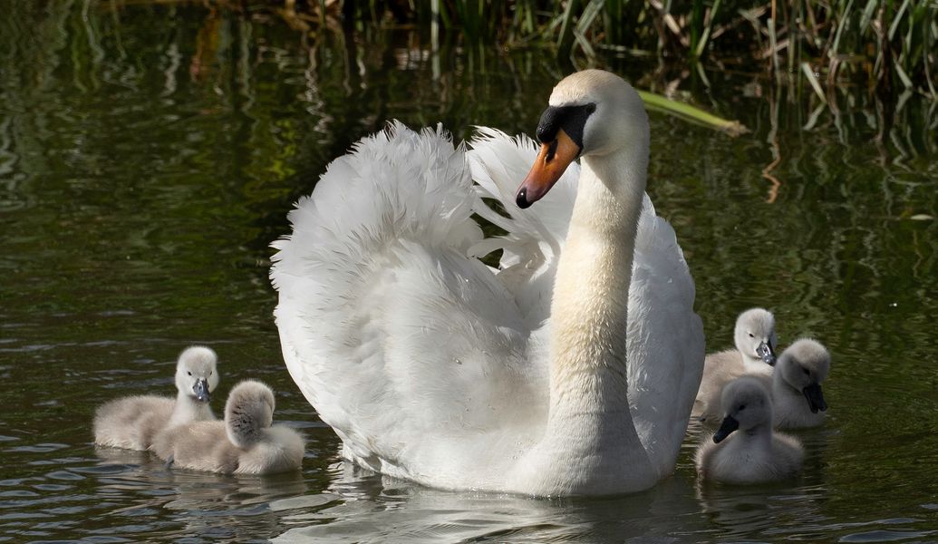 Swan with Signets, Northampton Arm Grand Union Canal
