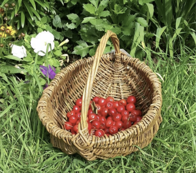 Gathering Basket with red fruits