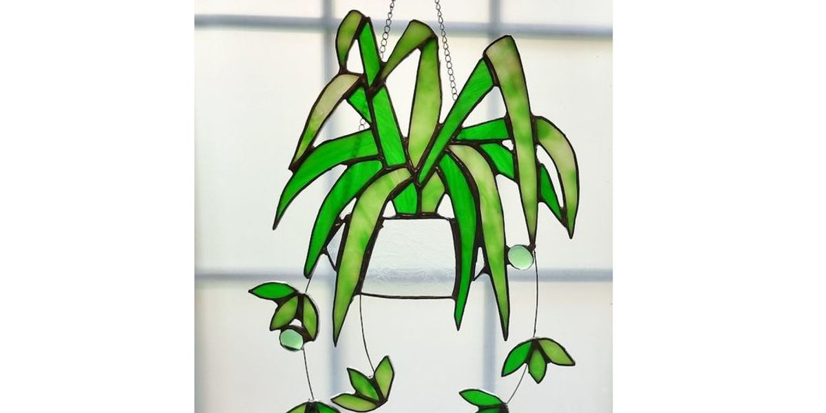 A Glass Spider Plant