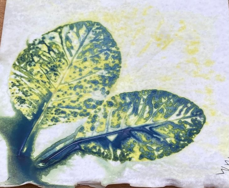 Cotinus leaf print