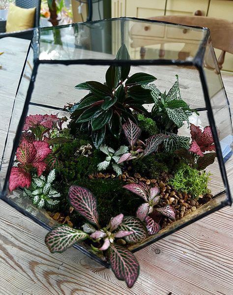 Chris made this 12-sided terrarium with us