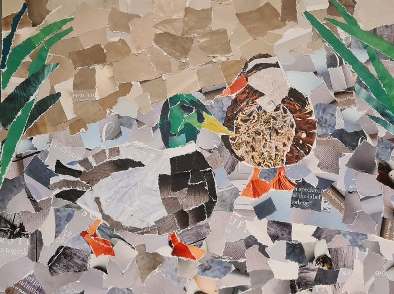 Mallards, student collage