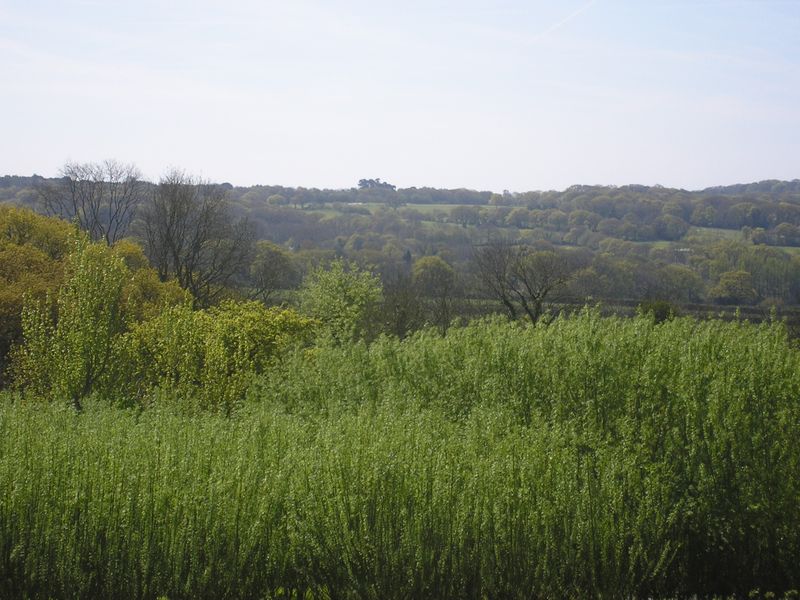 Willow at Higher Barn