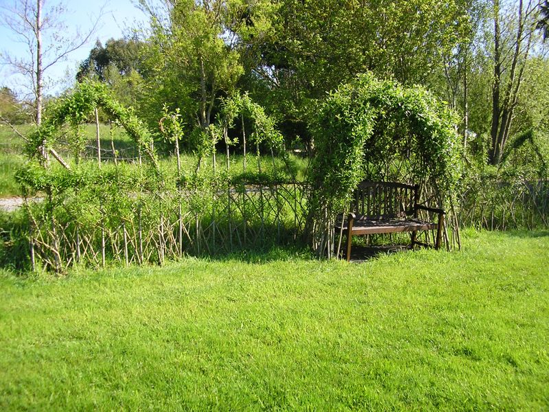 Living willow arbour & fedge at Higher Barn