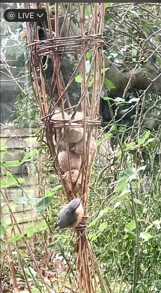 Willow bird feeder. 