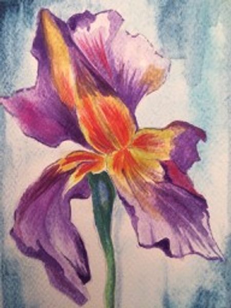 Watercolour iris..artist's studio in Gainsborough Lincolnshire