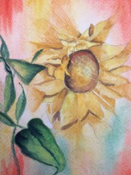 Watercolour sunflower..artist's studio in Gainsborough Lincolnshire