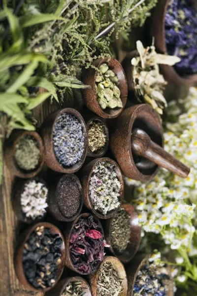 Medicinal, foraged herbs
