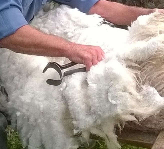 Shearing fleece