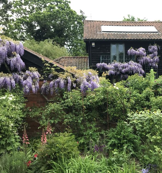 The garden outside my studio