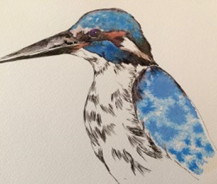 Kingfisher in ink and watercolours