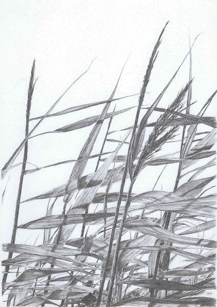 Reeds I, a pencil drawing