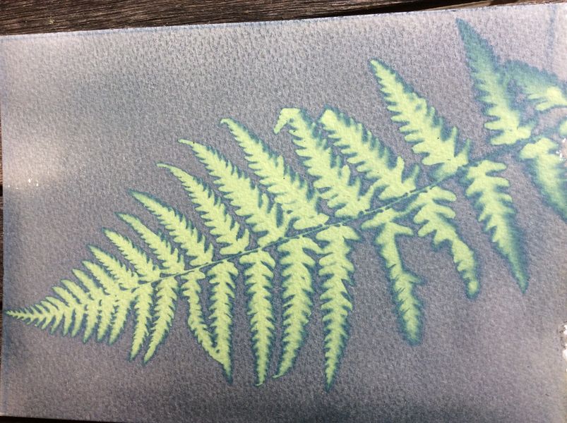 Fern image before washing