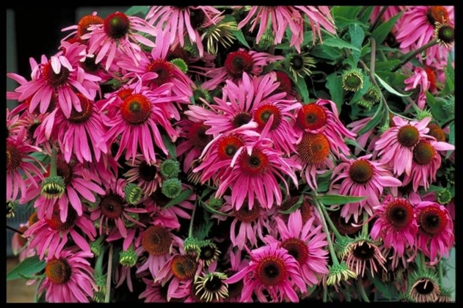 echinacea harvest