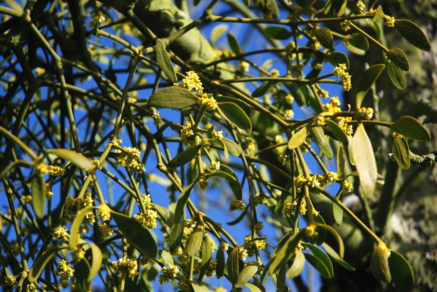 Introduction to herbal medicine - weekend courses