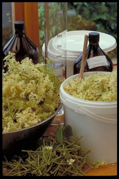 elderflower tincture making